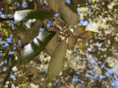 Quercus ilex