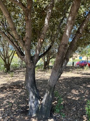 Quercus ilex