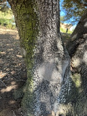 Quercus ilex