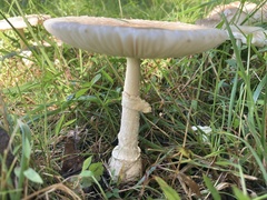 Pantherinae
