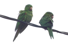 Psittacara leucophthalmus