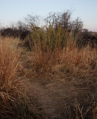Gomphocarpus
