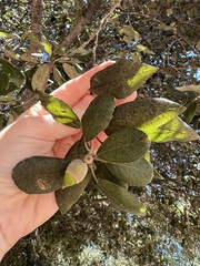 Quercus ilex