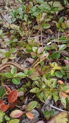 Thamnophis sirtalis pallidulus