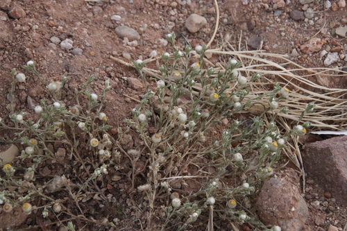 Image of Helichrysum argyrosphaerum by (c) Tony Rebelo, some rights reserved (CC BY-SA)
