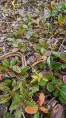 Thamnophis sirtalis pallidulus