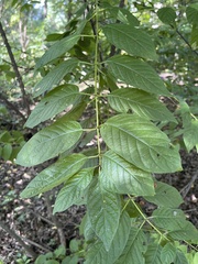 Cephalanthus occidentalis