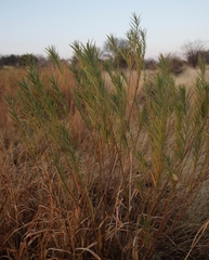 Gomphocarpus