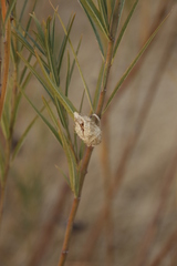 Gomphocarpus