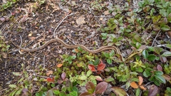 Thamnophis sirtalis pallidulus