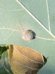 Acraspis pezomachoides