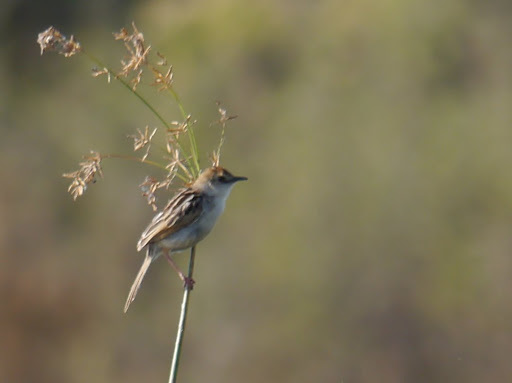 Luapula Cisticola illustration