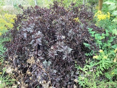 Physocarpus opulifolius