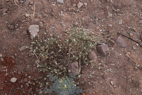 Image of Helichrysum argyrosphaerum by (c) Tony Rebelo, some rights reserved (CC BY-SA)