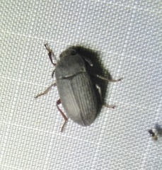 Blapstinus