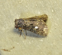 Condica