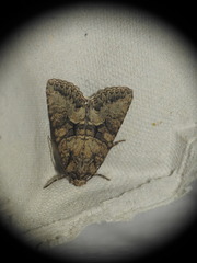 Dryobotodes monochroma