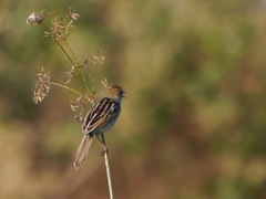 Cisticola luapula