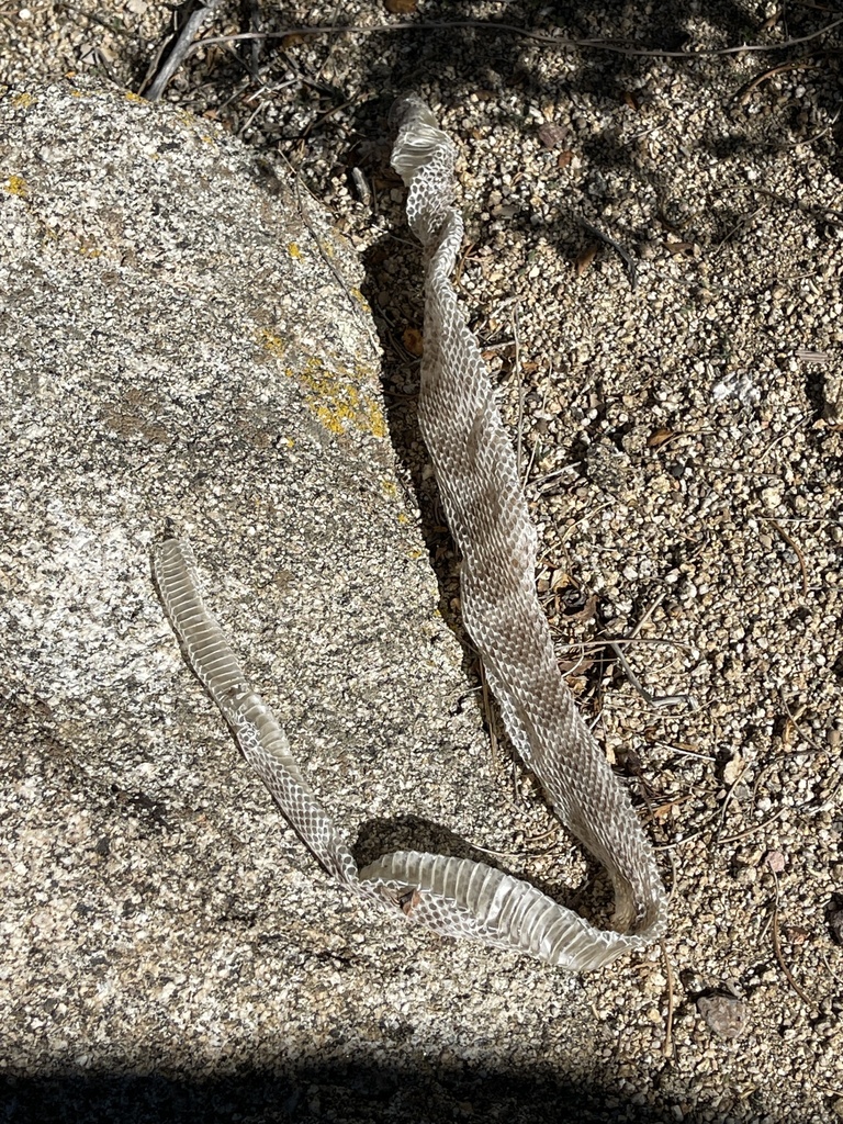 Rattlesnakes from Santa Rosa and San Jacinto Mountains National ...