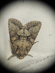 Dryobotodes monochroma