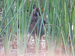Rallus aquaticus