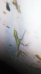 Pseudovates chlorophaea