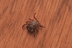 Dermacentor marginatus