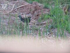 Rallus aquaticus