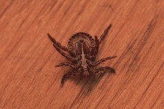 Dermacentor marginatus