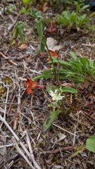 Nabalus trifoliolatus