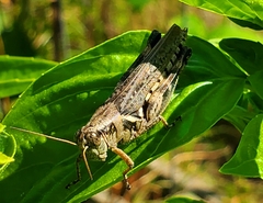 Melanoplus keeleri