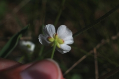 Ranunculus kuepferi