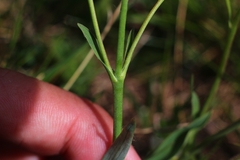 Ranunculus kuepferi
