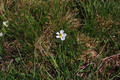 Ranunculus kuepferi