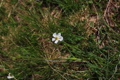 Ranunculus kuepferi