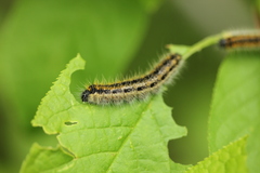 Aporia crataegi