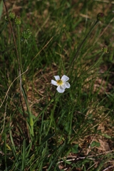 Ranunculus kuepferi