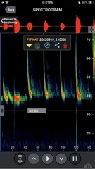 Pipistrellus nathusii