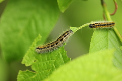 Aporia crataegi