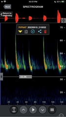 Pipistrellus nathusii