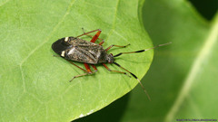 Closterotomus biclavatus