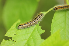 Aporia crataegi