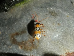 Diabrotica fulvicornis