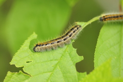 Aporia crataegi