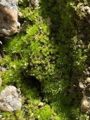 Ptychostomum