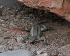 Sceloporus cowlesi