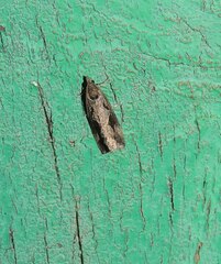 Endothenia quadrimaculana