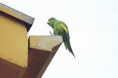 Brotogeris chiriri