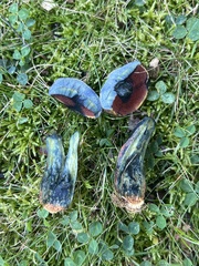 Neoboletus