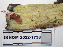 Sarcodontia uda